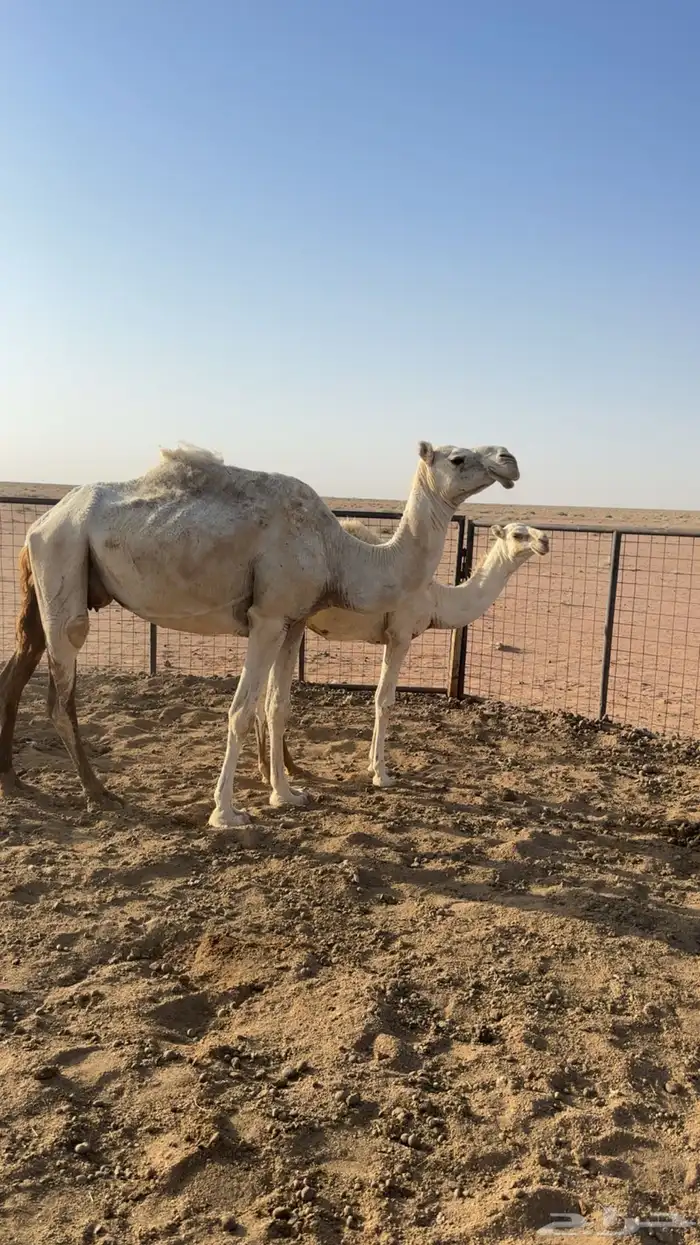 للبيع خلفه وضحه 3