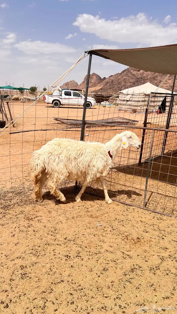 نعجه طيبه مضارع ديوس سلم 0