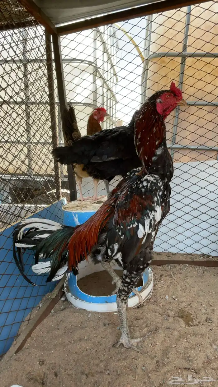 ديوك باكستاني 1