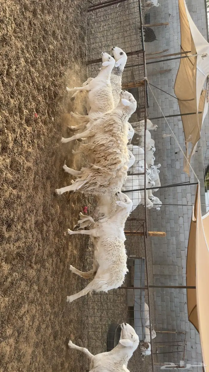 غنم حرش بفحلها 3