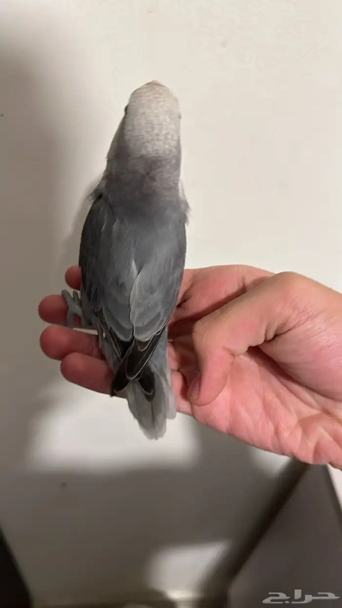 ببغاء للبيع 2