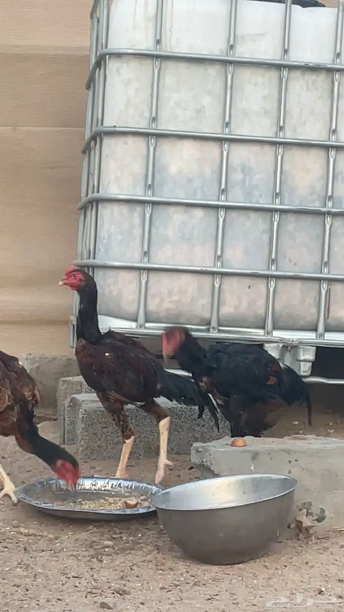 ديوك باكستاني 4