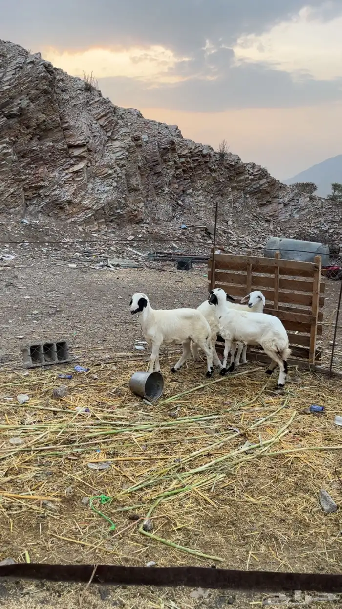 خرفان 0
