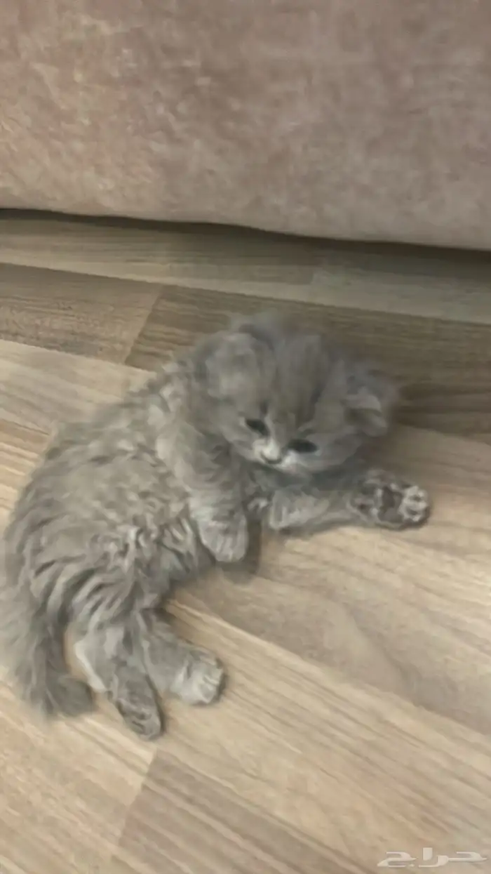 قطط سكوتش 2