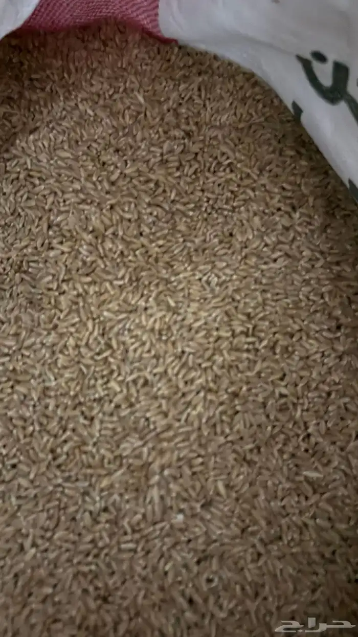 طحين الفواره عضوي حب ( معية ) 3