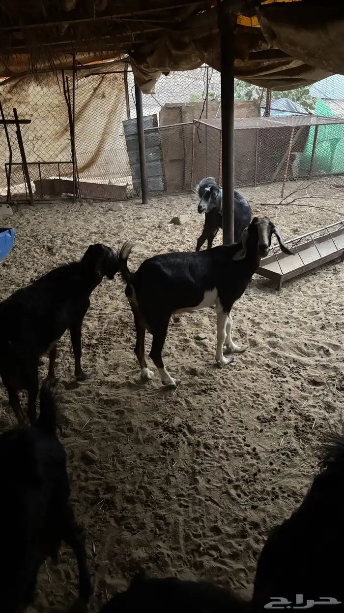 معزا للبيع 0