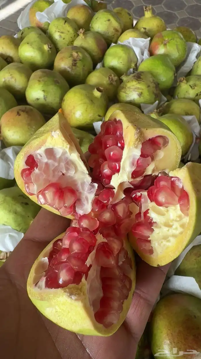 رمان خميس مشيط للبيع متوفر حاليا في الرياض 0