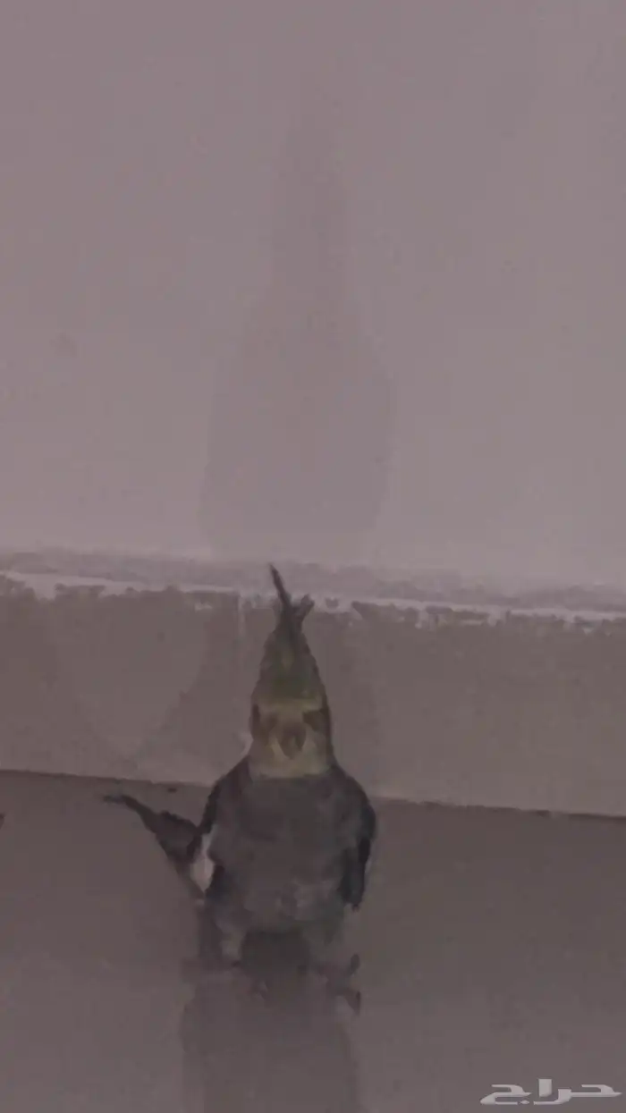 كنيور وكوكتيل للبيع 1