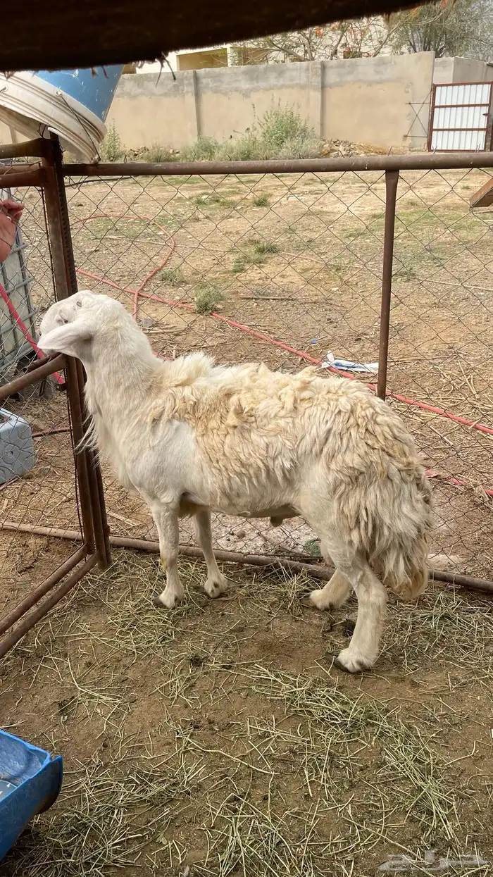 خروف حري 0