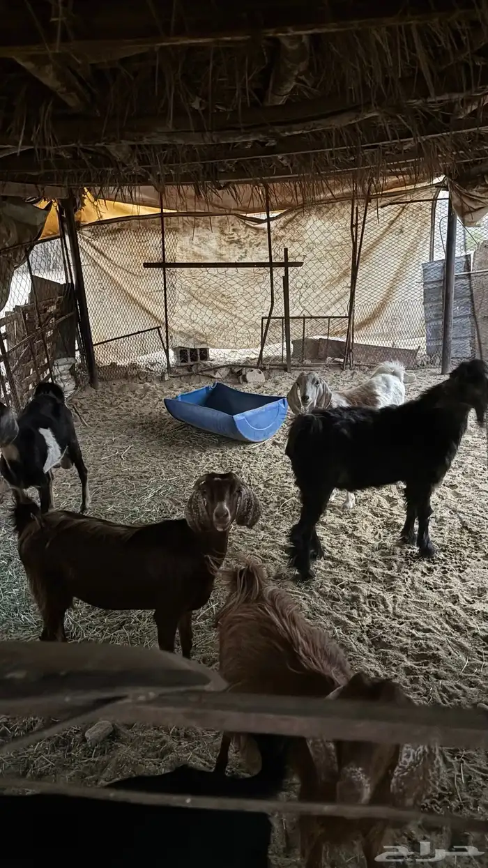 معزا للبيع 2