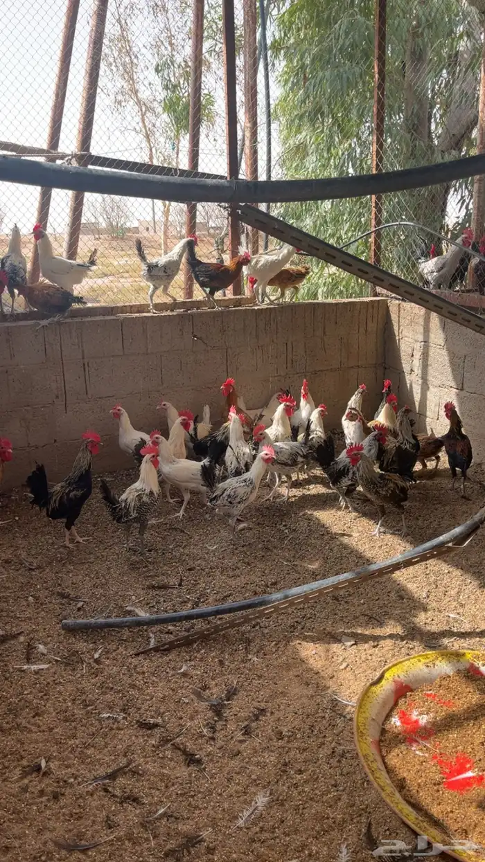 ديكه بلديه وفيومي جروم طيبه وكبيره و لمقاطع اكثر تواصل واتس 2