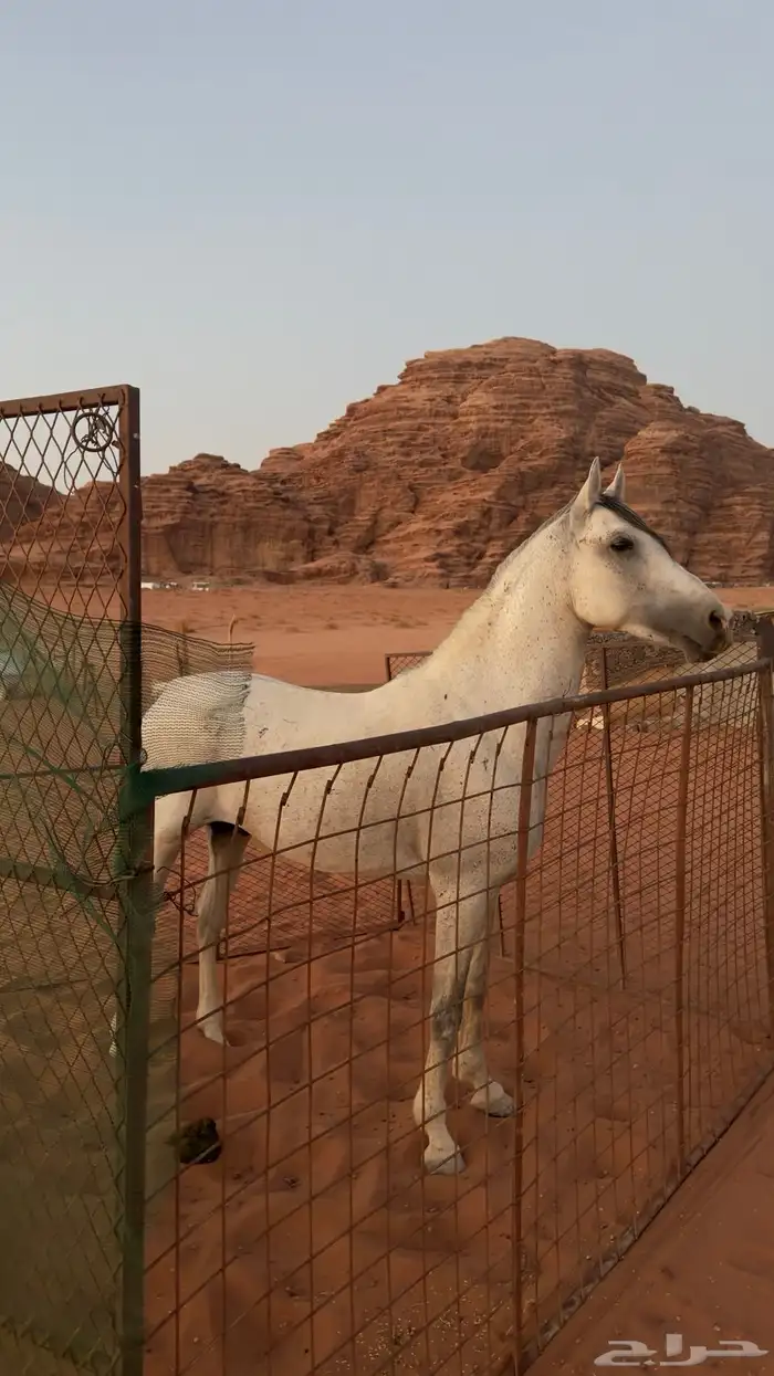 بسم الله الرحمن الرحيم اعرض لكم خيل عربي اصيل 0