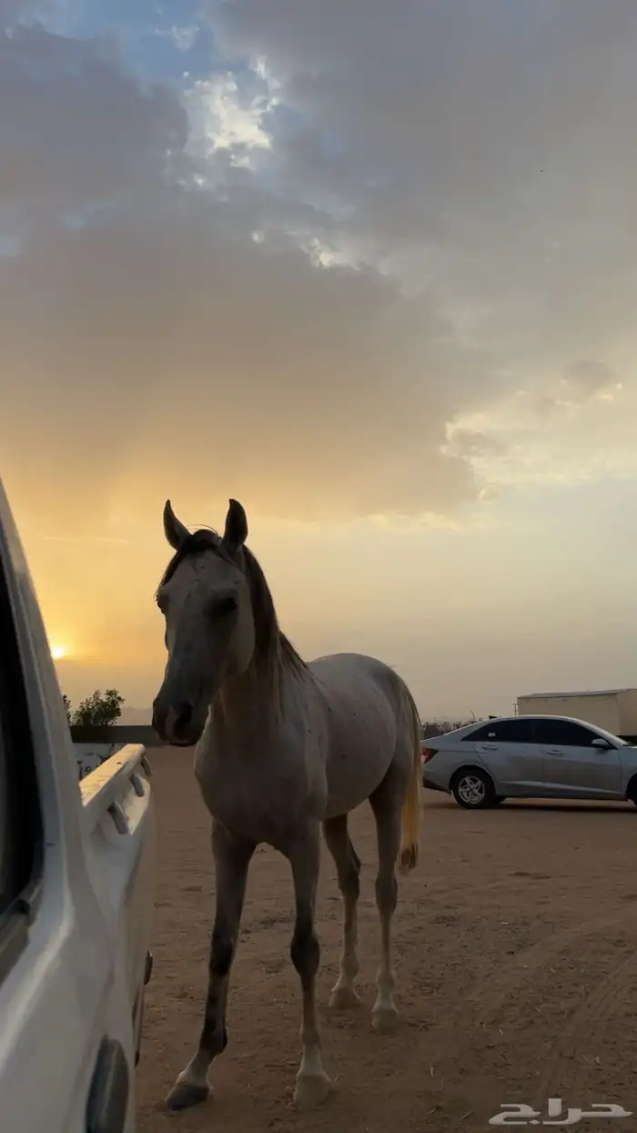 حصان شعبي للبيع 2