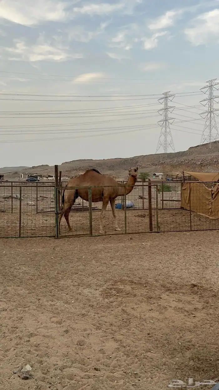 ناقه ساحليه لقحة ثنيه 4