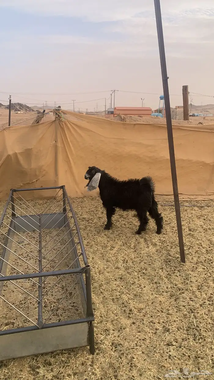 تيس عارضي كفو يصلح فحل هم ودك تذبح وتك تفحل 0