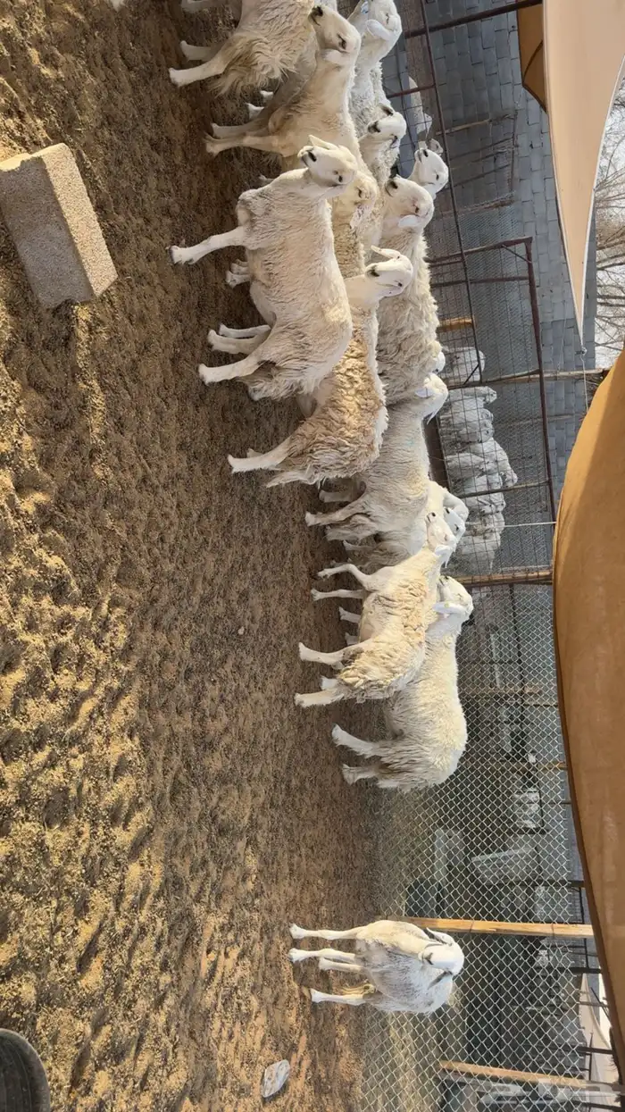 غنم حرش بفحلها 5