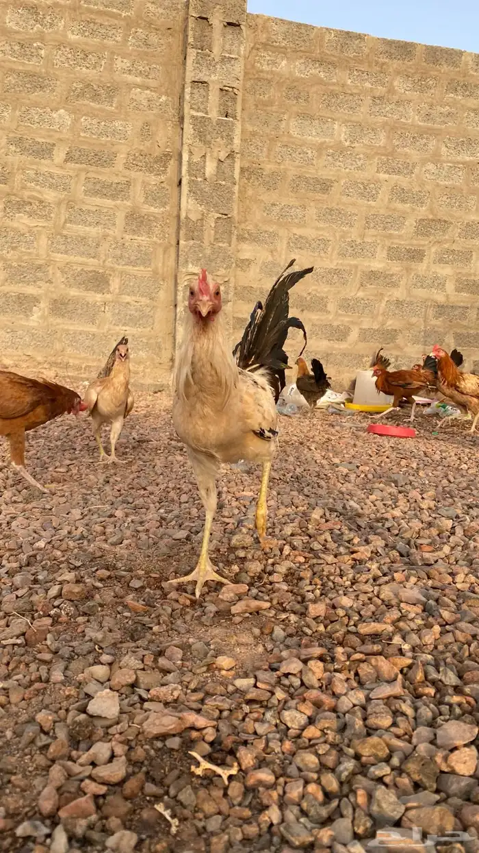 دجاج بلدي 7