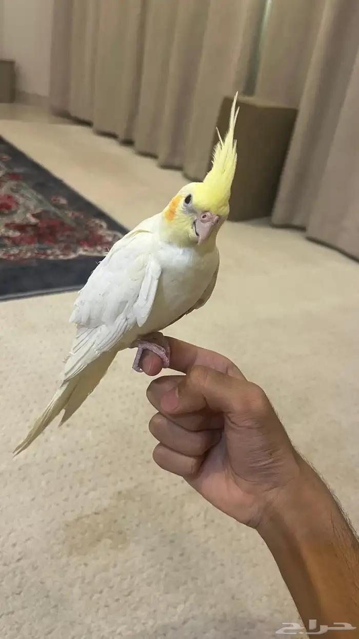 فرخ كروان لاتينو 2