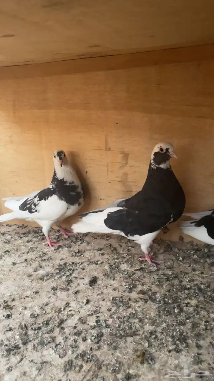 قطايف 3