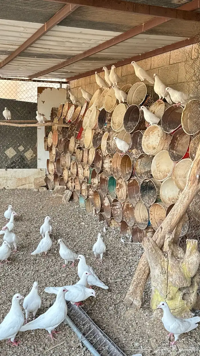 حمام فرنسي للبيع 6
