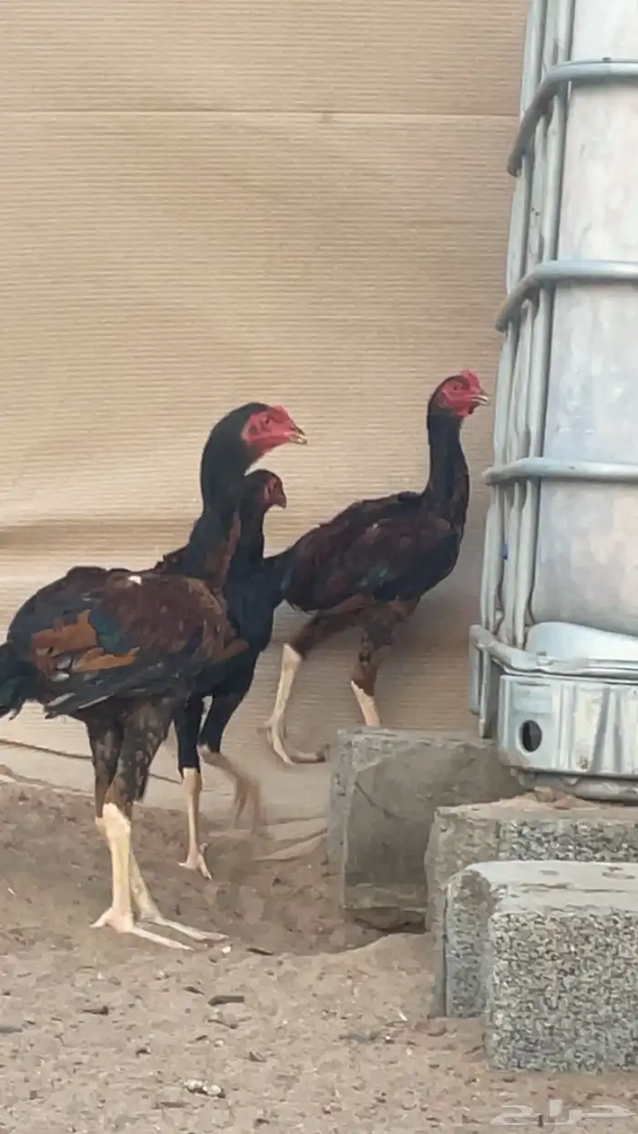ديوك باكستاني 2
