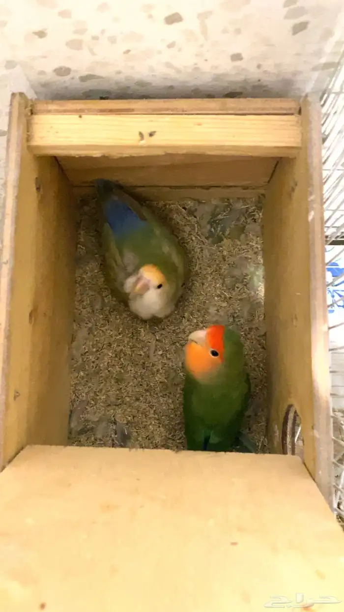 جوز روز منتج شبه اليف للبيع 0