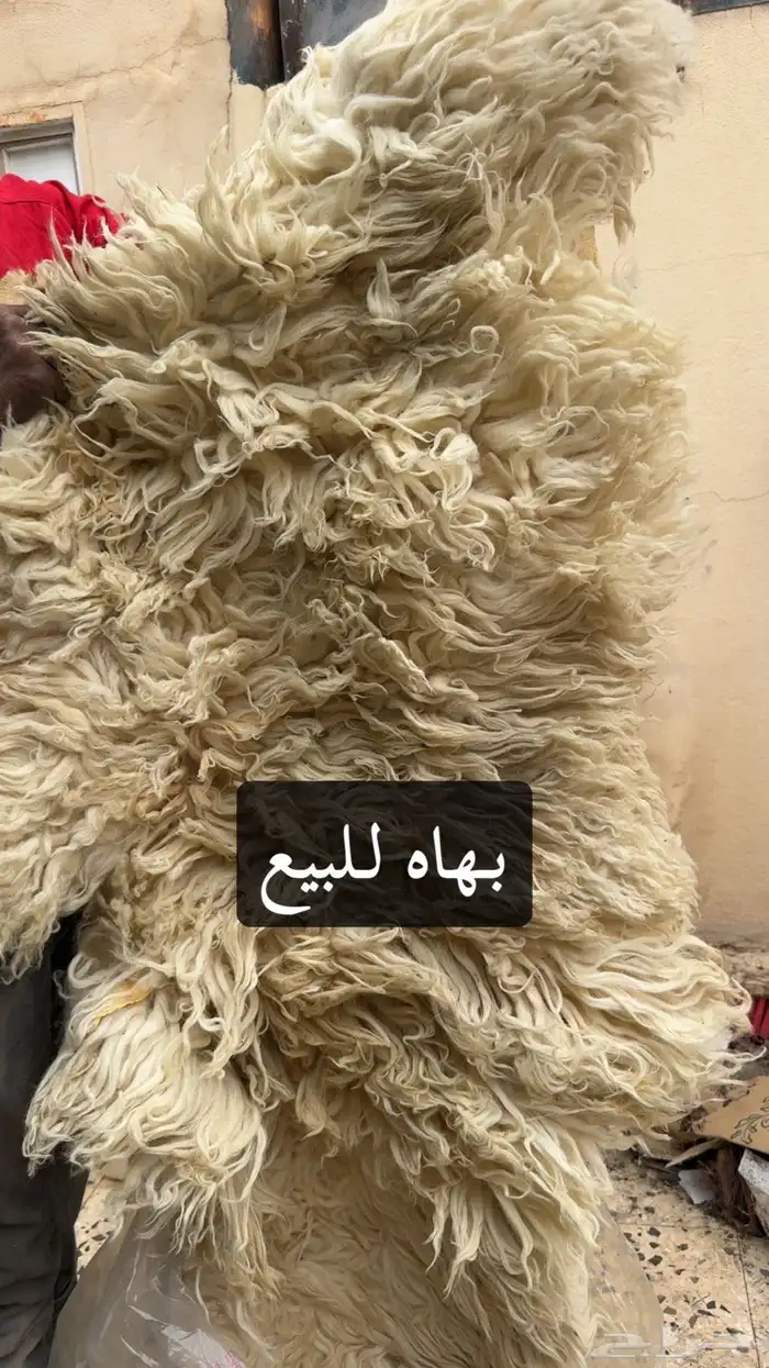 جاعد للبيع من جلد طبيعي ( بهاه) 0
