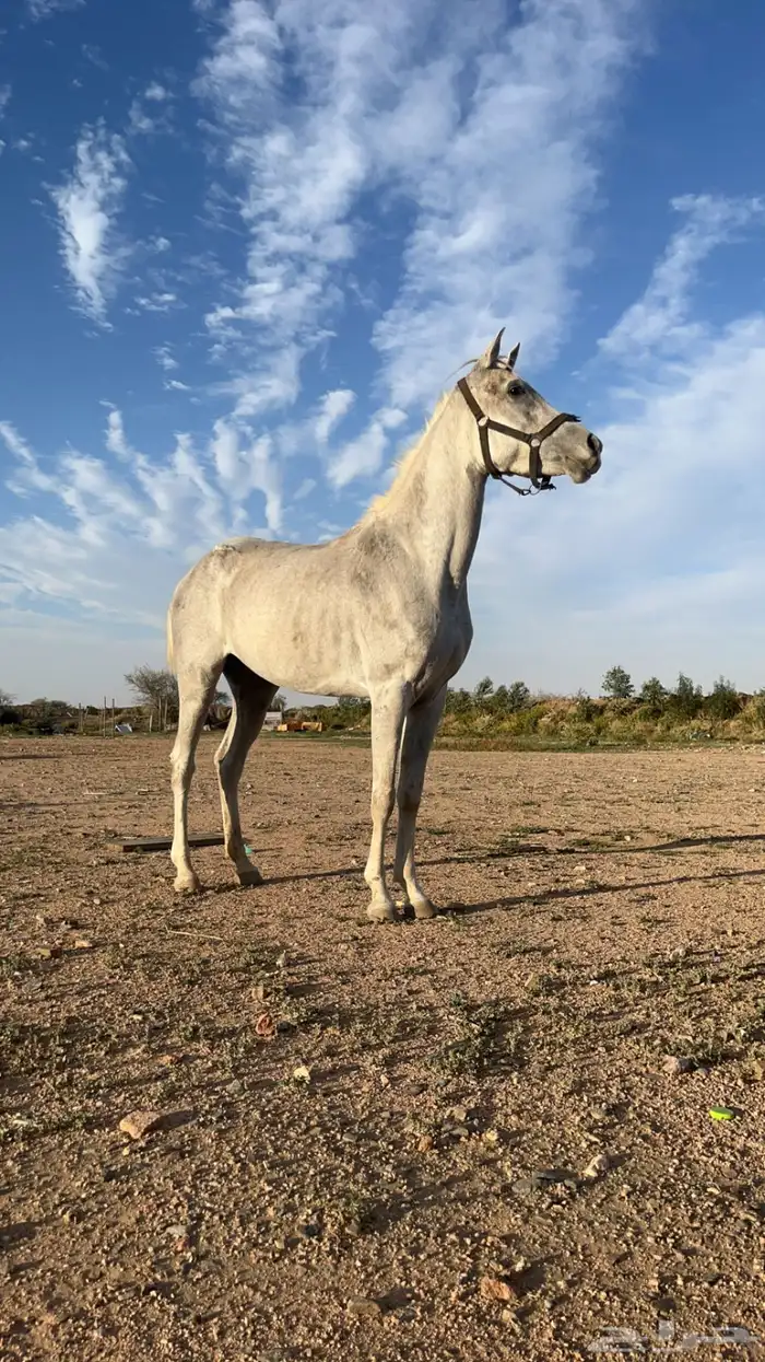 فرس شعبيه 0