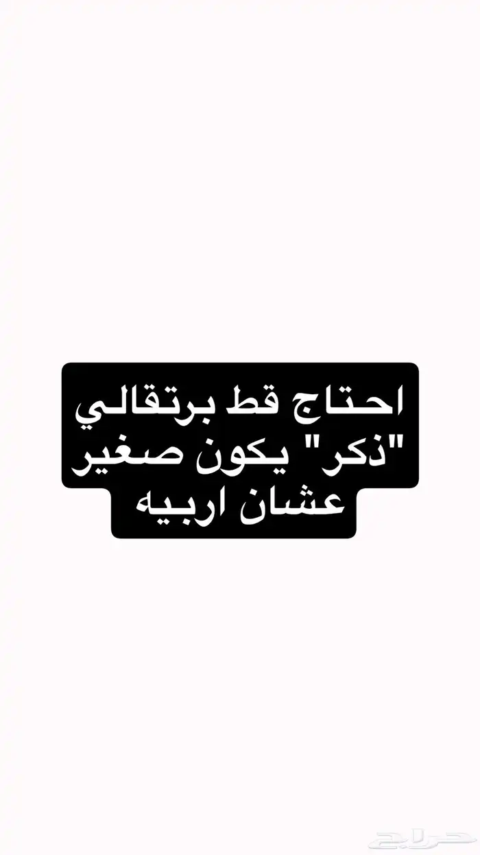 احتاج قط ذكر برتقالي للتبني 0