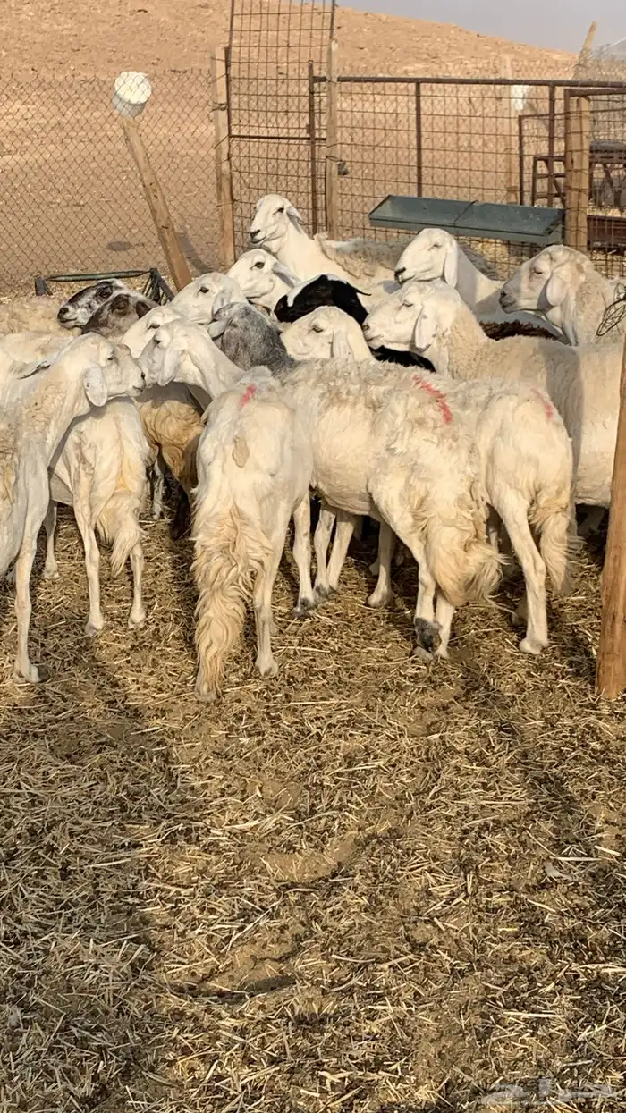 غنم حريات مراح 36