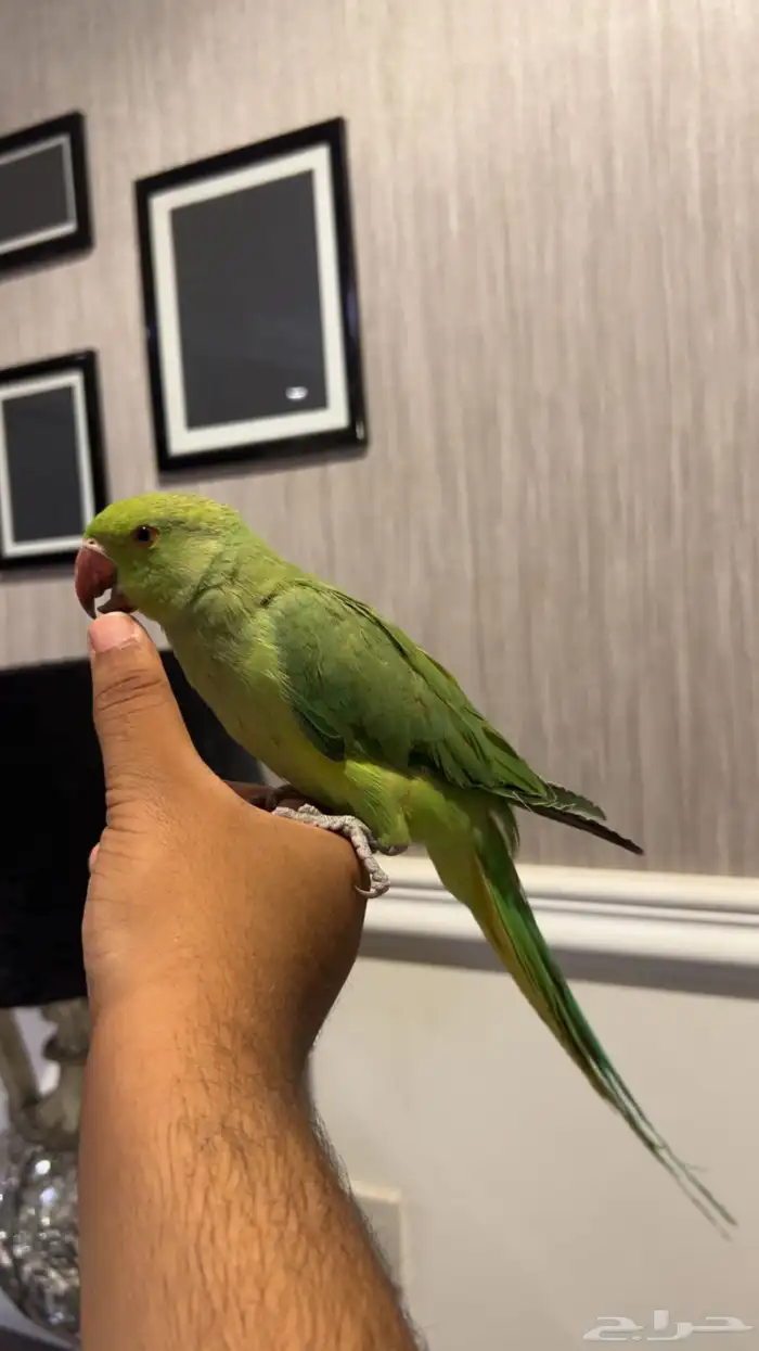 ببغاء دره هندي اليف ماعنده عض نهائيا ويقبل المسح على الجسم 1