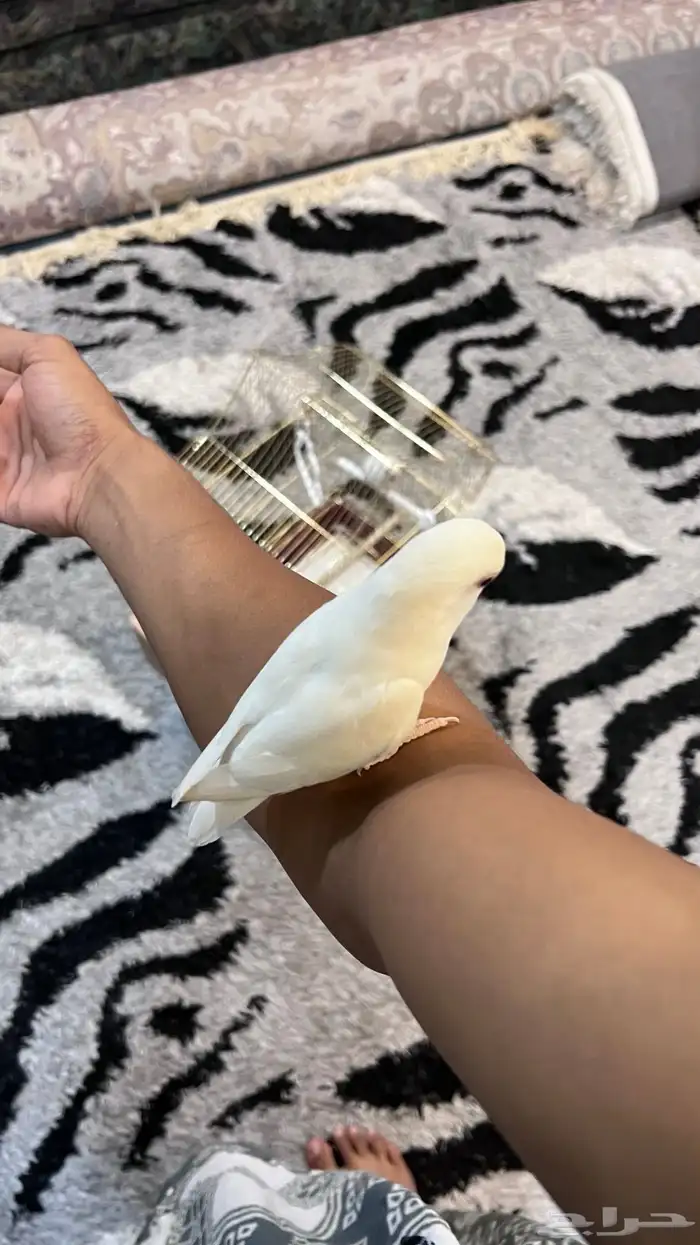 طيور روز ألبينو 3