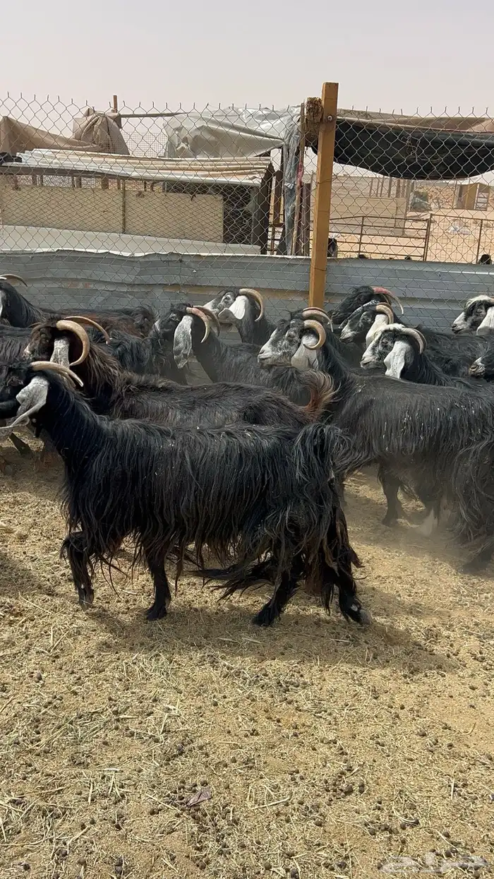 معزا عوارض متابيع 5