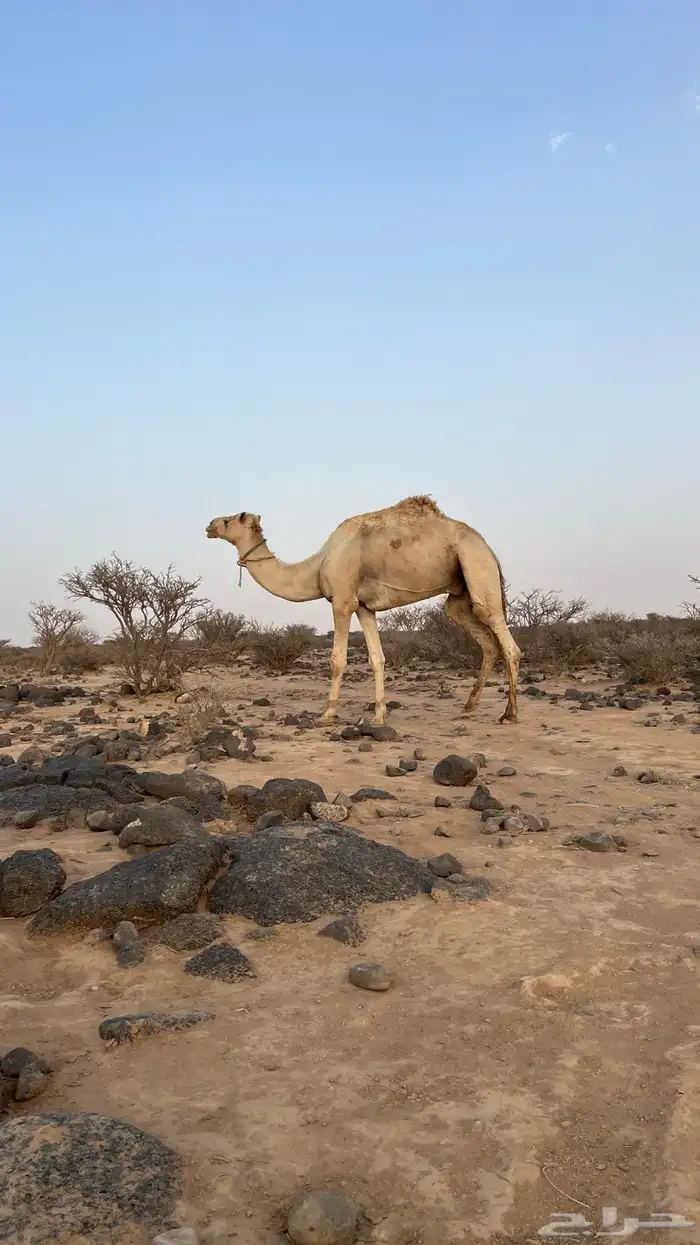 ركبي للبيع 0