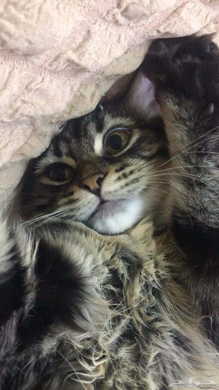 قطط 2