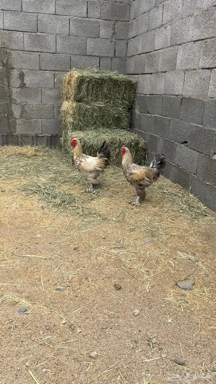 دجاج براهما 2