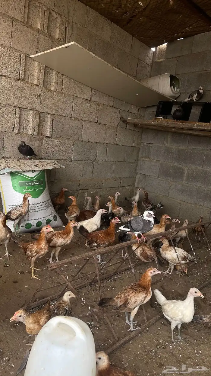 دجاج بلدي محصن 2