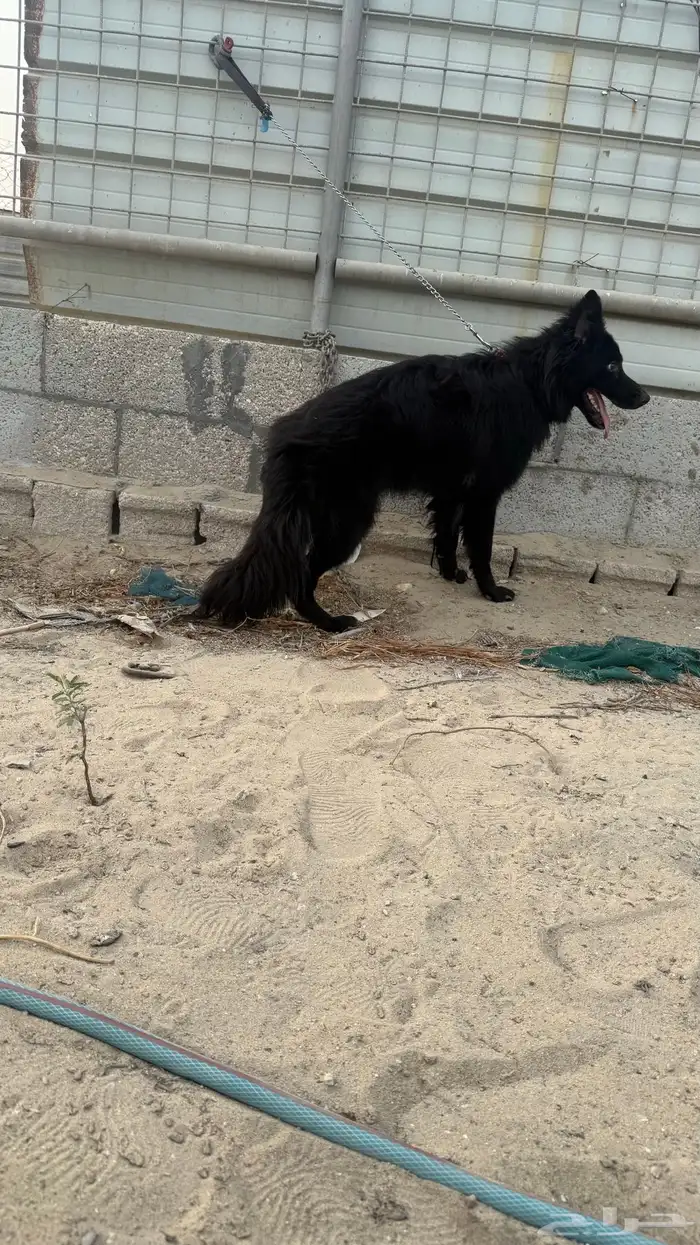 انثى بلاك جيرمن 3