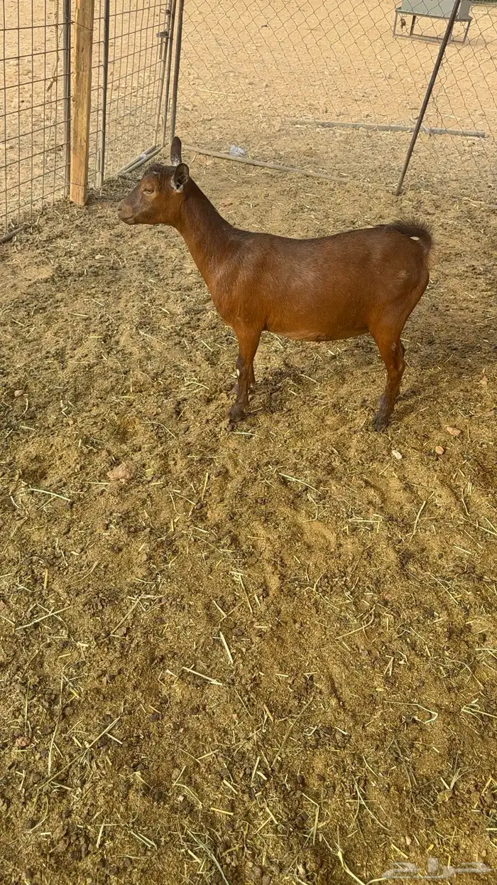عنز قزميه دافع السن ثنيه 0