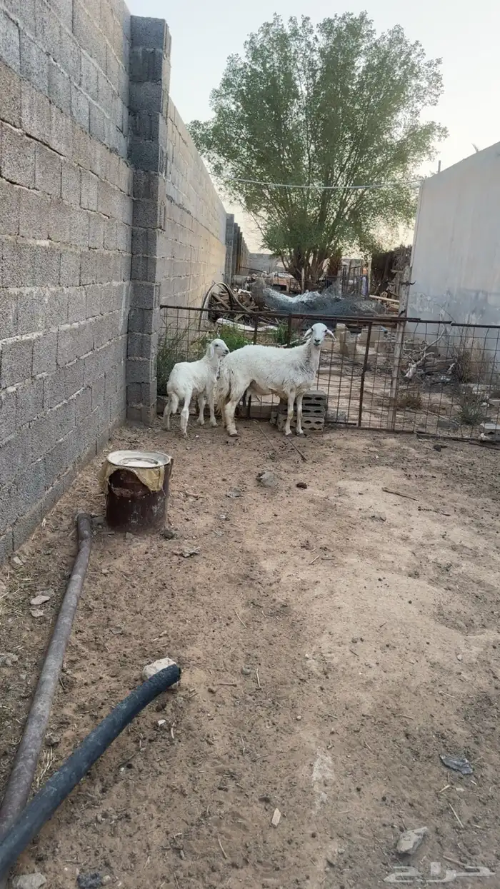 شاه متبع 0