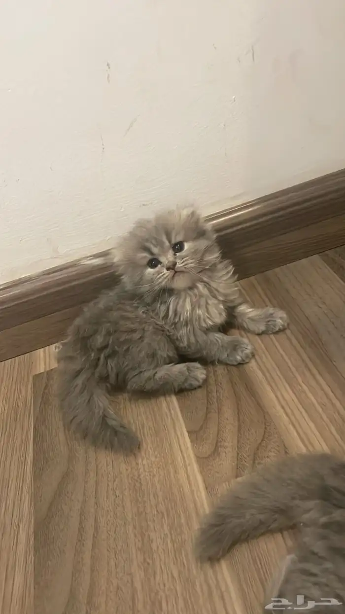قطط سكوتش 1