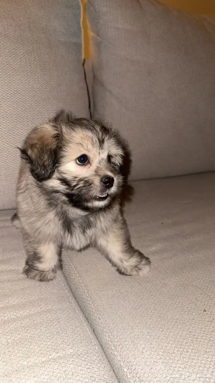 كلب من نوع ( Havanese ) للبيع 2