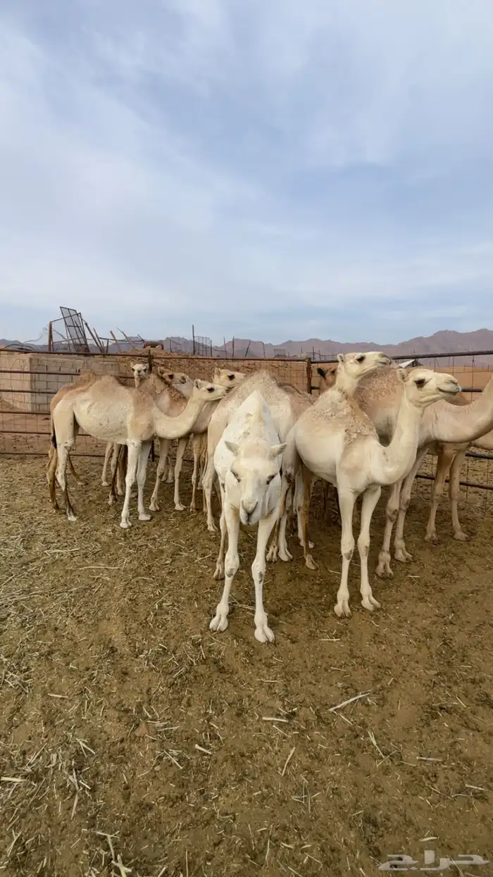 قعدان وبكار لحم للبيع 0