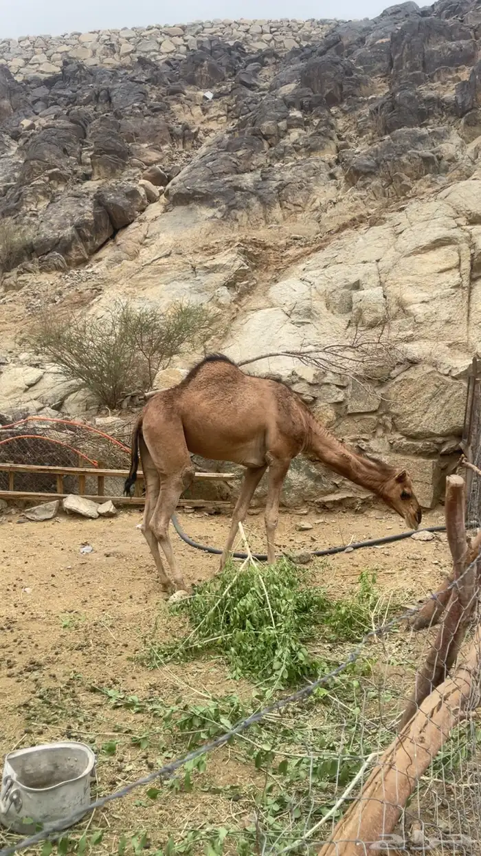 بكره حايل ثنيه فل شحم 0