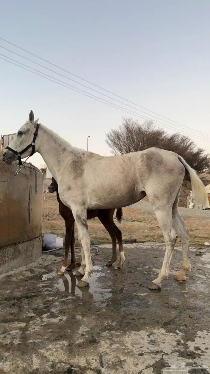 فرس شعبيه 1