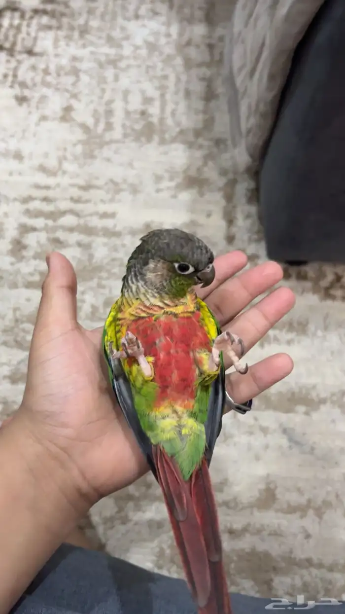 ببغاء كنيور 3