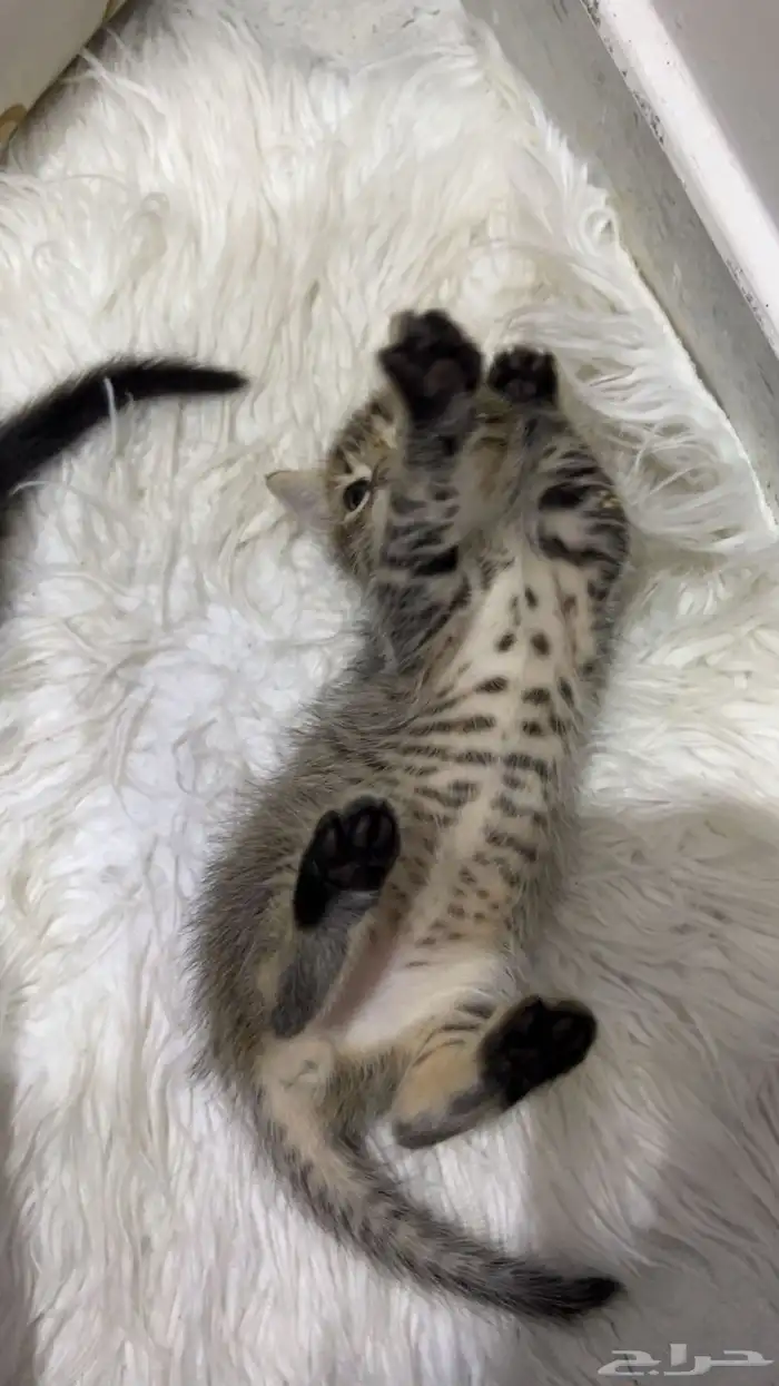 قطط شيرازي 7