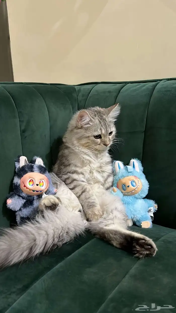 قطط شيرازي عمر 6 اشهر متدربه على الحمام أليفه 2