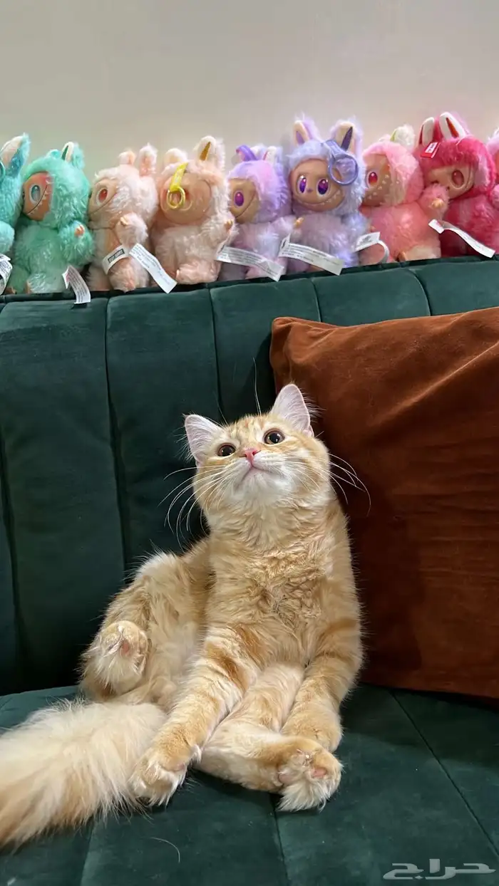 قطط شيرازي عمر 6 اشهر متدربه على الحمام أليفه 1