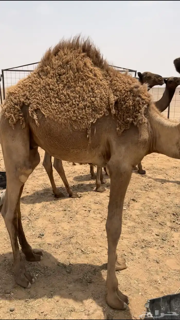 للبيع حشو قعدان عشر طيبه اطيب من التصوير 1